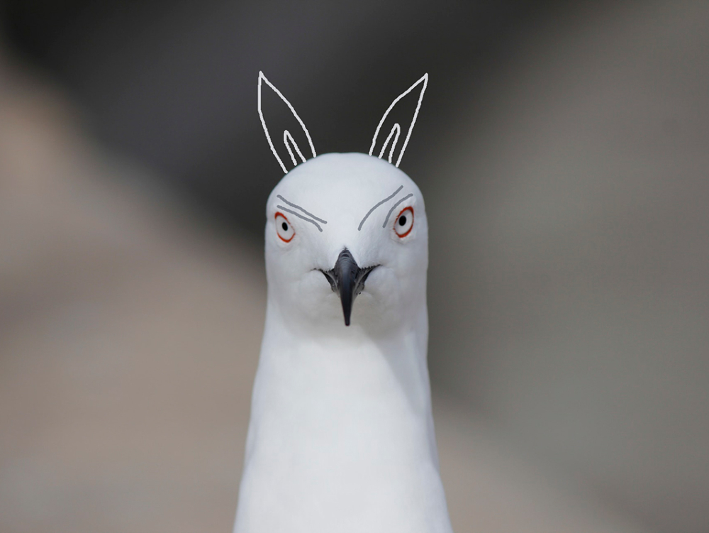 עדכון Pigeon בגוגל ואיך הוא משפיע על קידום אתרים?